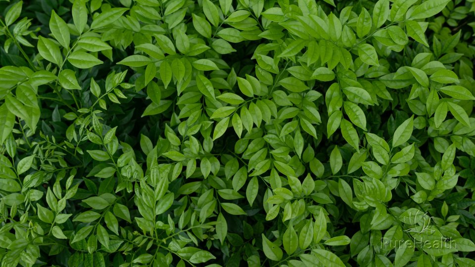 100% Natural - Pure Health Abbi Uicab